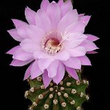 Echinopsis eyriesii roseiflora JLcoll.1412.jpg